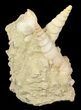 Displayable Fossil Turritella Cluster - France #47979-1